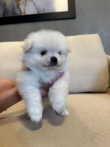 Lulu da pomerania - Macho 