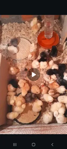 Pintinhos caipiras diversas cores e tipos