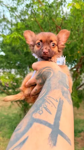 Chihuahua macho 5 meses pelo longo oferta 