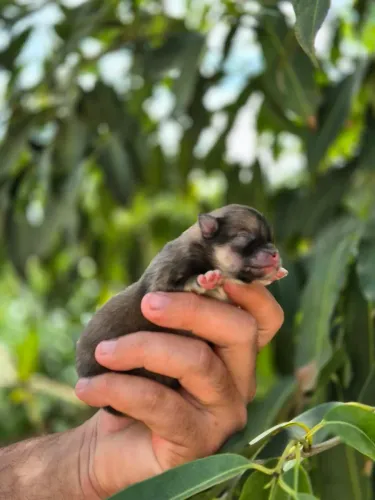 LULU DA POMERÂNIA | COM REGISTRO