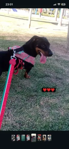 Cachorro Basset macho disponível para cruzar