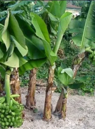Venda de mudas de banana nanica