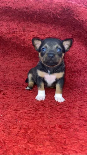 Pinscher número um disponível valor R$500 