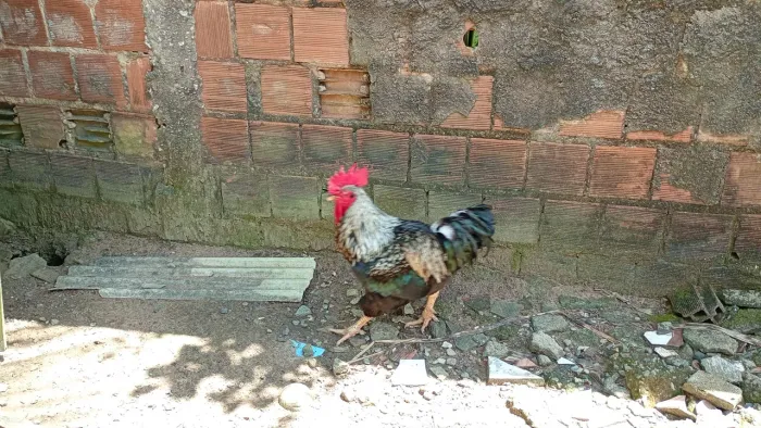 Pinto galinha/galo balão