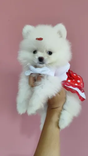 Fêmea branca filhote Lulu da pomerânia anão