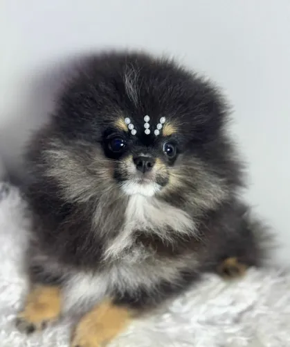 Lulu da Pomerânia anão macho Black and tan ursinho lindo