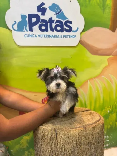 Filho de cachorro