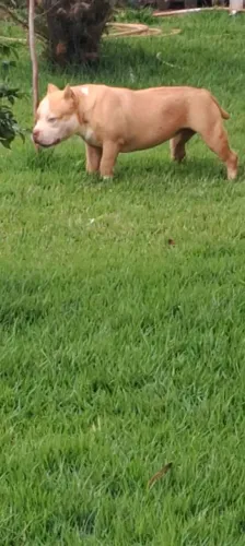 American bully