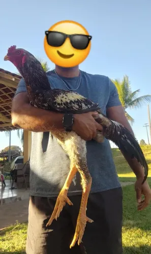 Vende-se Frango Índio Gigante - Crista Ervilha!