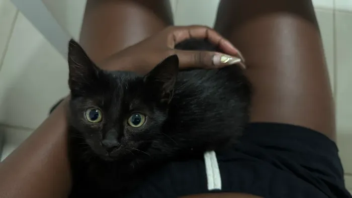Gatos 