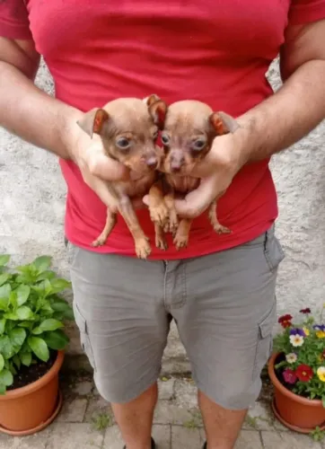 Pinscher mini - machos e fêmeas criados com cuidado e amor