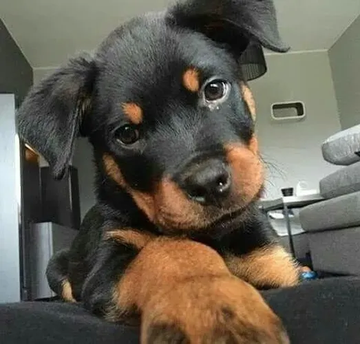 Rottweiler Uma patinha pequena com muito charme