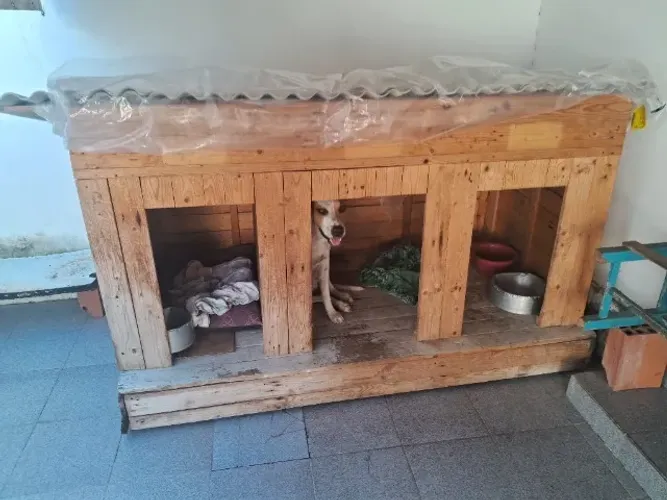 Casa de madeira pet
