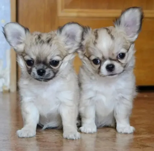 Chihuahua Fêmea Filhote de Alto Padrão | Entrega Segura e Loja Física