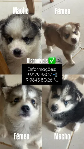 Husky Siberiano 