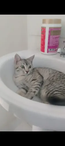 Gata pra doação