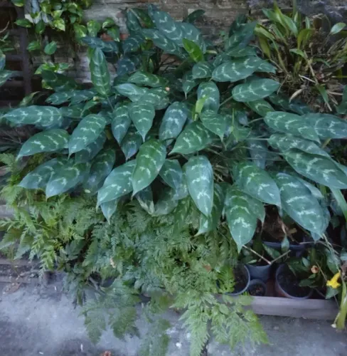 Vende-se Plantas