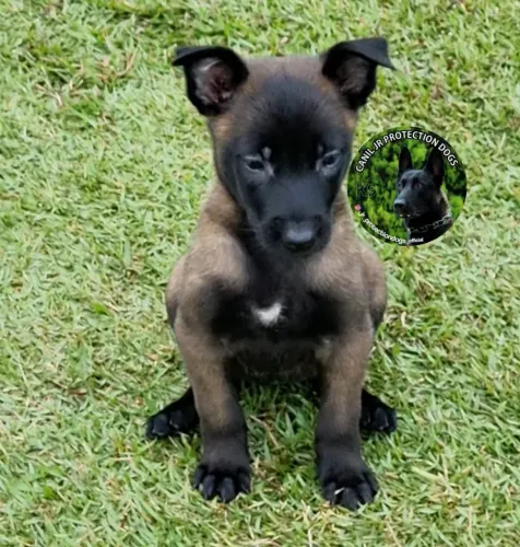 Pastor Belga de Malinois