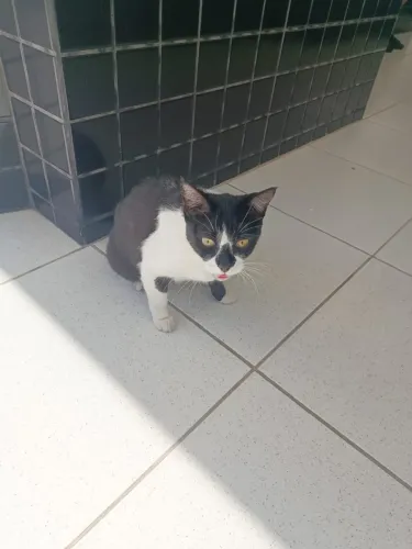 SOS: Gatinha dócil precisa de um lar urgente - Não pode ficar onde está!