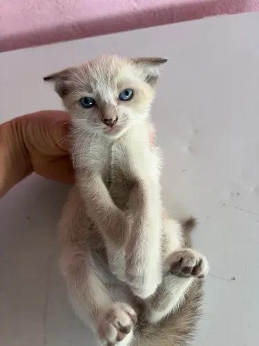 Doação de gatos
