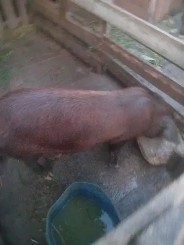 Porcos