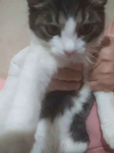 Gato fofo pra doação