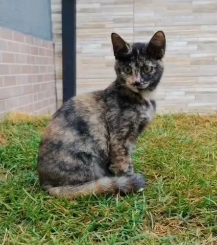 Gatinha fêmea toda pintada pra doação