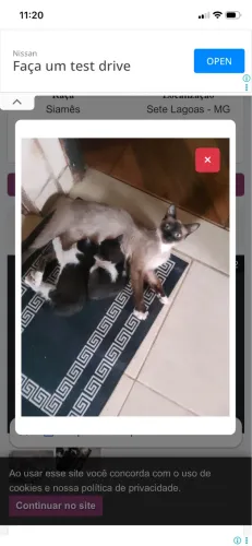 Gata fêmea siamês castrada e com chip
