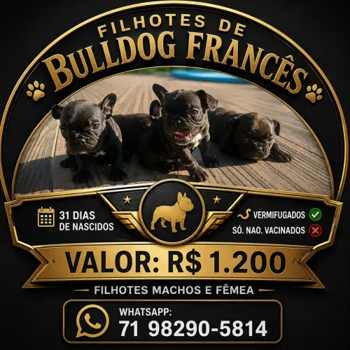 Filhotes de Bulldog francês
