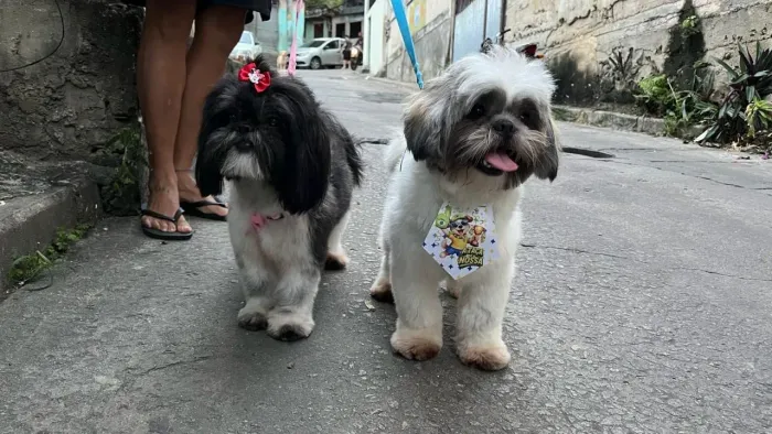 Filhotes de Shih Tzu