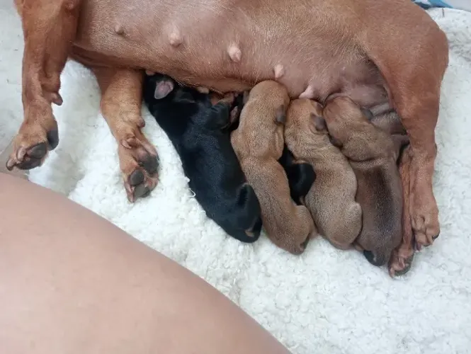 Dachshund salsicha macho e fêmea