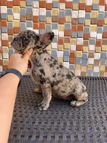 Buldogue francês 