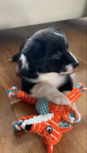 Border collie linda linhagem