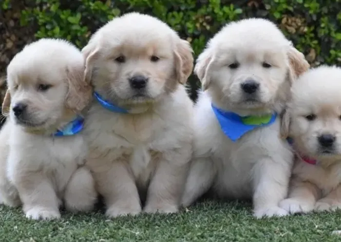 Golden Retriever Filhotes Extraordinários, Realmente Lindos.