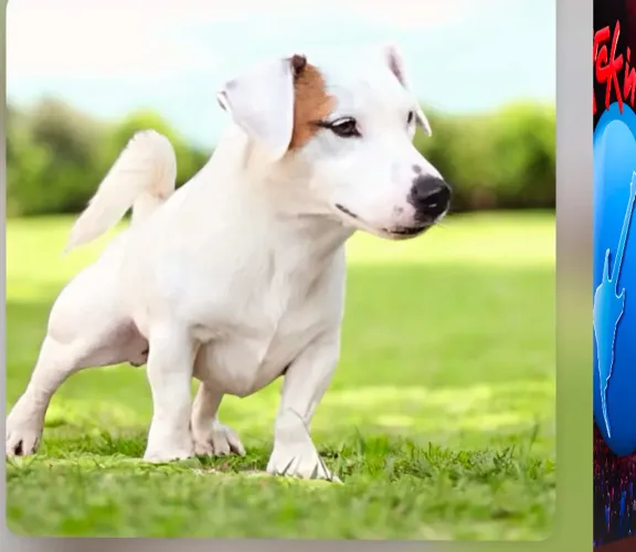 Jack Russel 