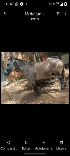 Cavalo petiço ? manso e bom de redea ótimo pra alegrar sua criança cavalo de confiança
