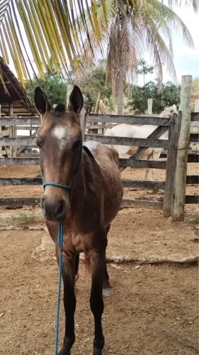 Cavalo