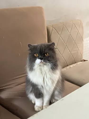 Gato persa procura namorada 