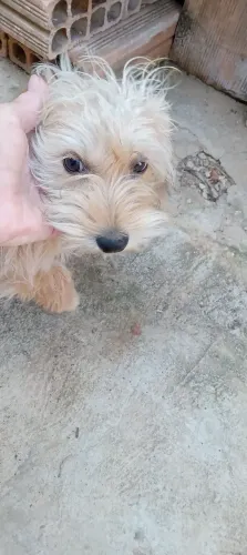 Vendo shitzu fêmea 