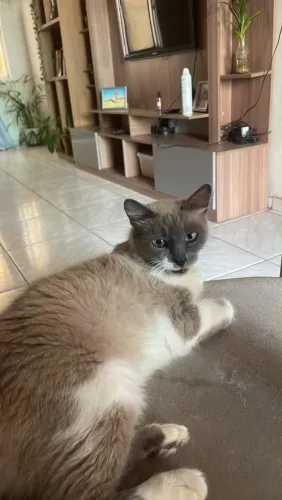 Gata castrada e negativa fiv e felv