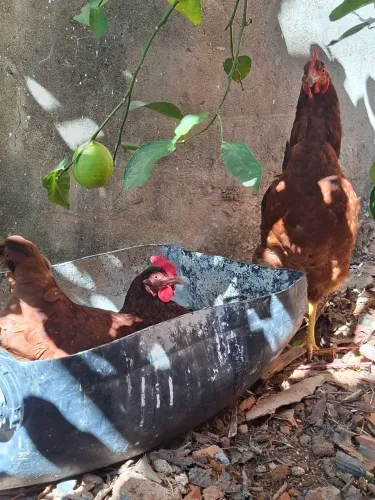 Casal rhode island red