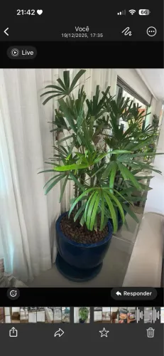 Jarros com planta completa  são 3