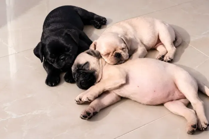 Pug
