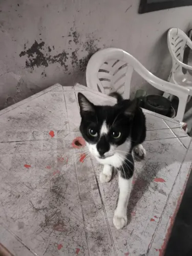 Doação de gatos