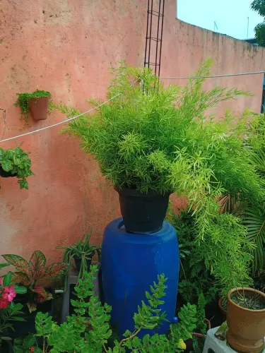 Planta alfinete japonês