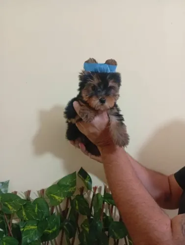 Yorkshire Terrier Padrão da Raça