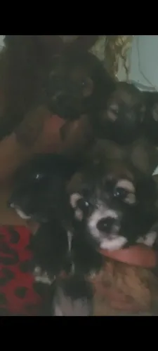 Cachorro poodle