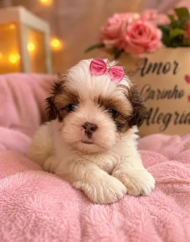 Shih-tzu filhotes alto padrão!
