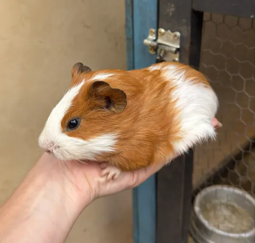 Porquinhos da índia doação macho