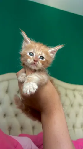 Maine coon macho 